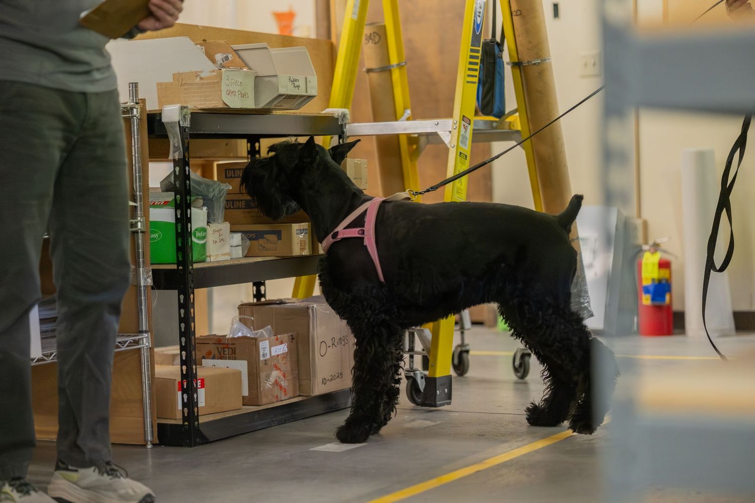Black schnauzer dog wearing a pink harness on a leash inside a warehouse with shelves and a yellow ladder.