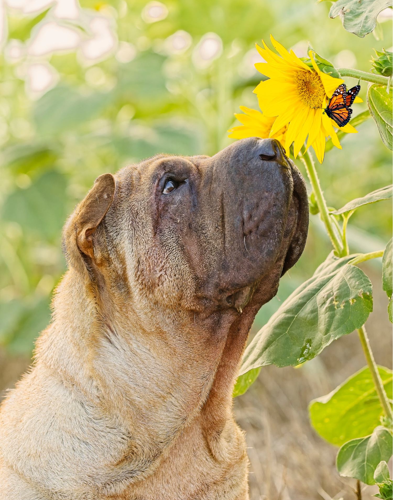 Close up of Shar Pei dog gazing at sunflower with butterfly in garden setting.
