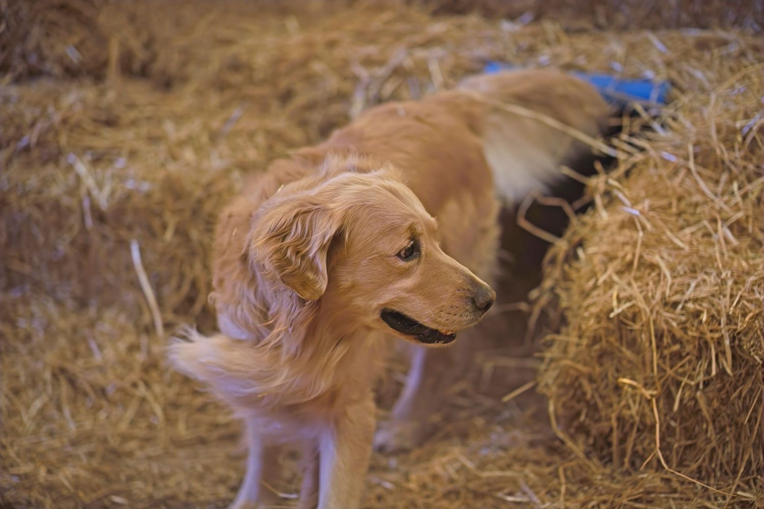 Golden retriever dog playfully rolls and tumbles in dry hay while enjoying outdoor playtime.