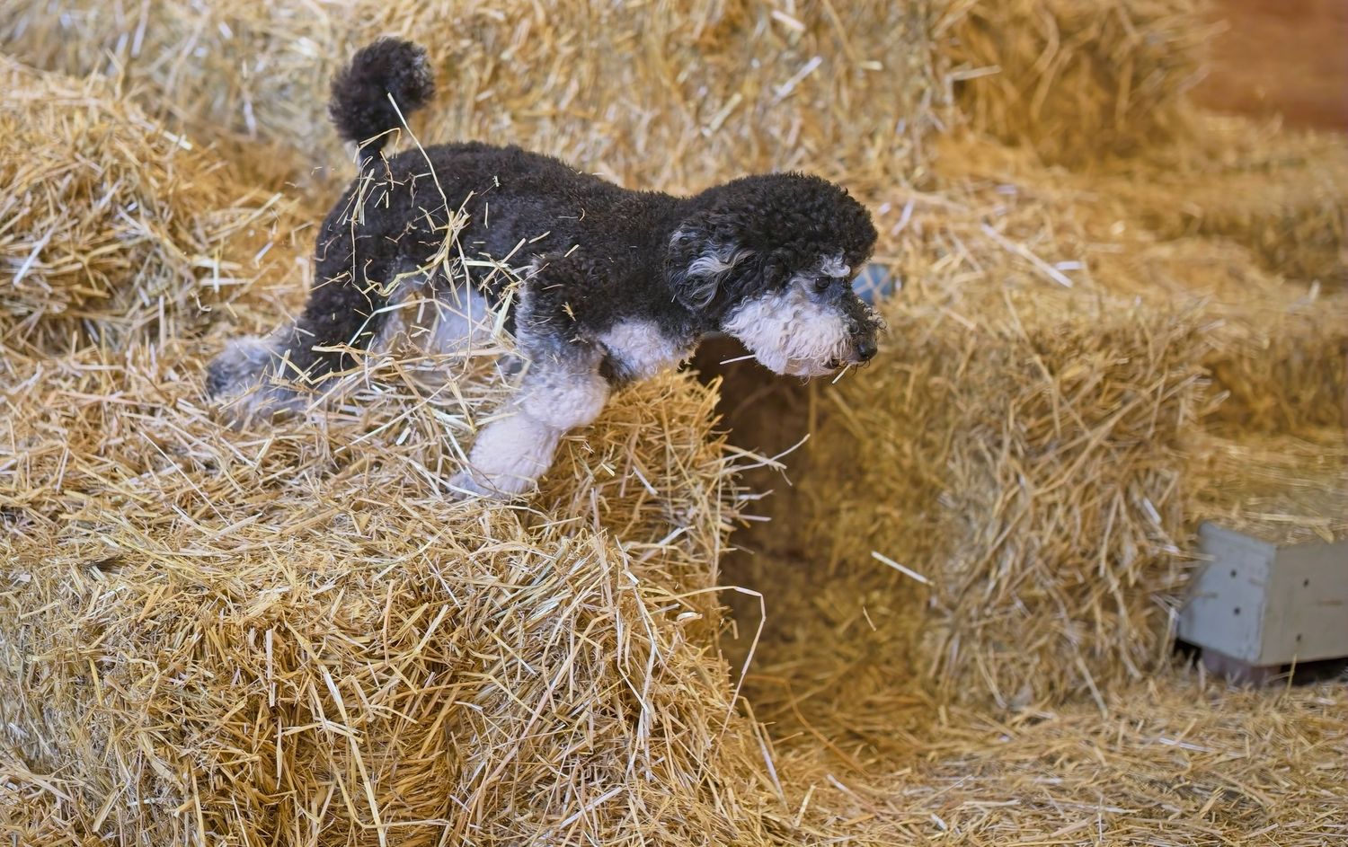 A group of black and white kittens nestled together in soft hay at a farm or barn.