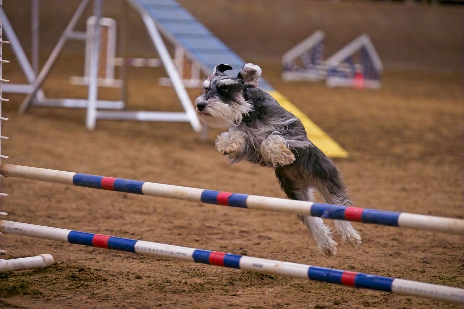 A miniature schnauzer dog leaping over colorful agility course jumps during a competition.