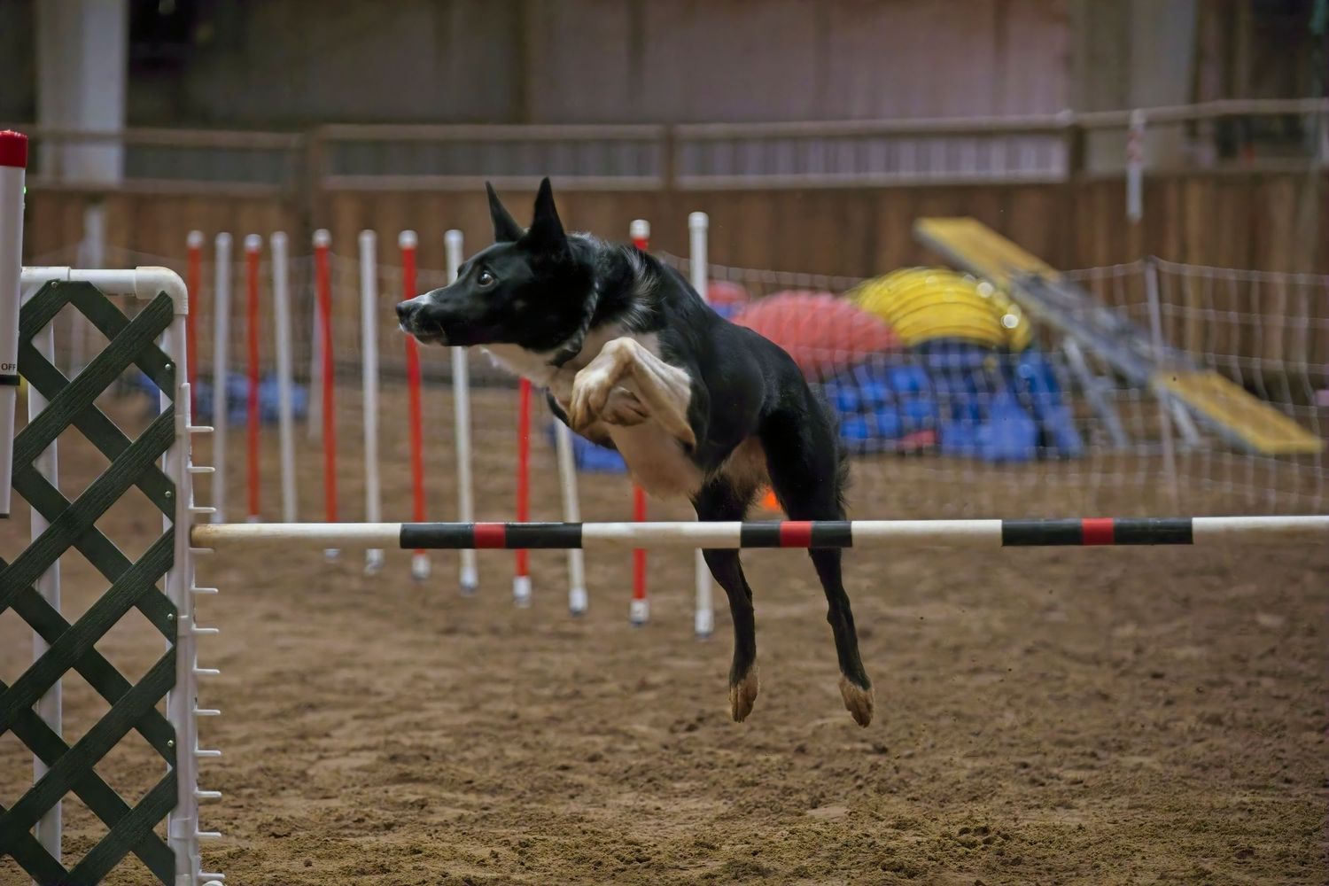 Black and white dog leaping over an agility jump bar in an indoor arena with sandy ground.