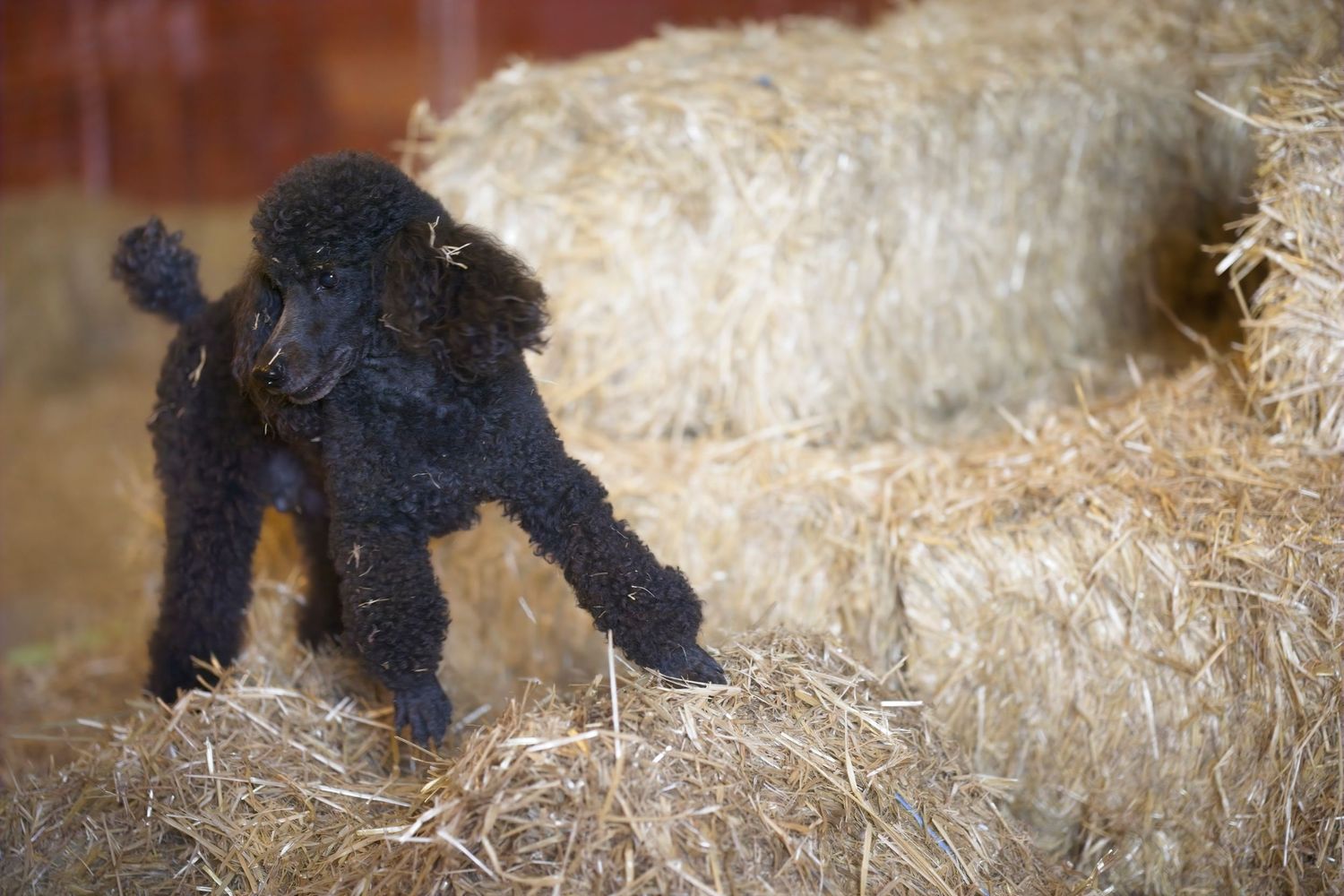 Black dog playing and running through hay bales in a rustic barn setting.