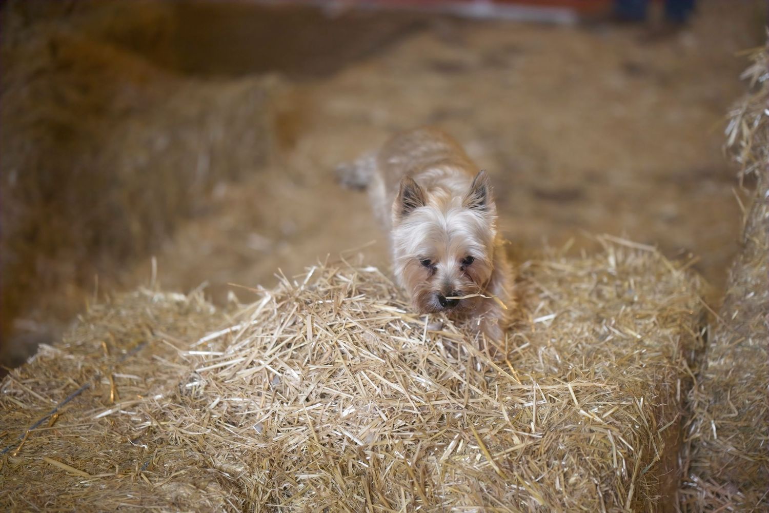 White fluffy dog exploring and sniffing around straw bales in barn interior.