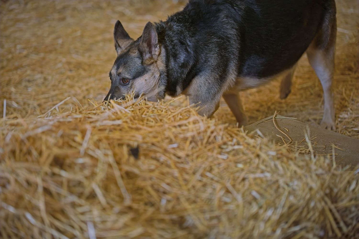 Small black and white dog playing with a stick in a straw-covered barn or stable floor.