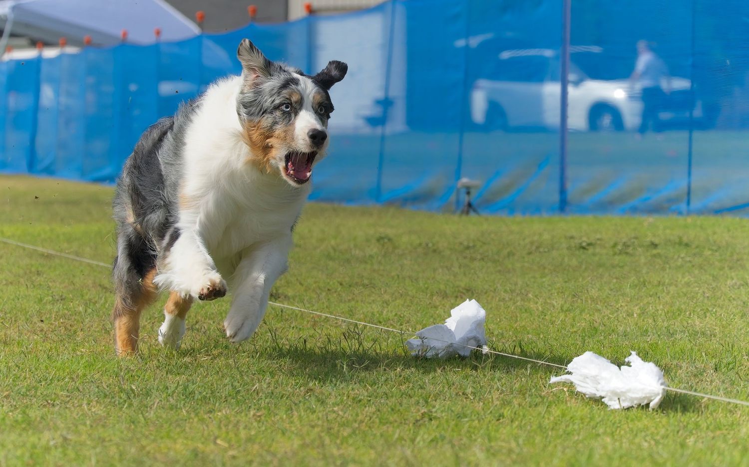 Australian shepherd dog chases and plays with a white toy on green grass field with blue background.