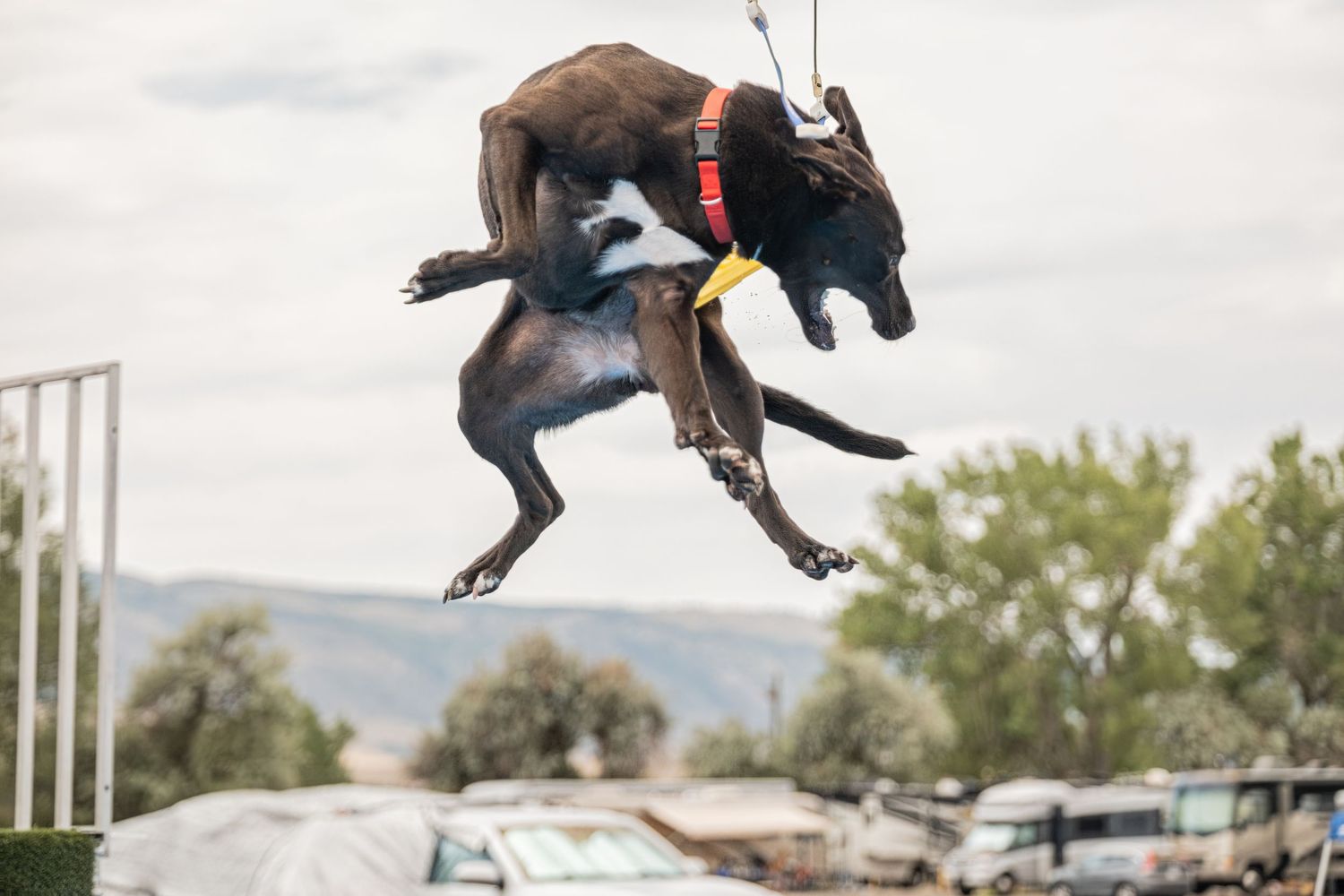 A dark brown dog wearing a red collar leaps mid-air during a dock diving competition outdoors.