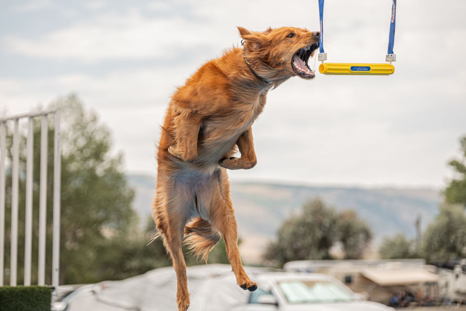 A brown dog leaping into the air to bite a yellow hanging toy against a cloudy sky backdrop.