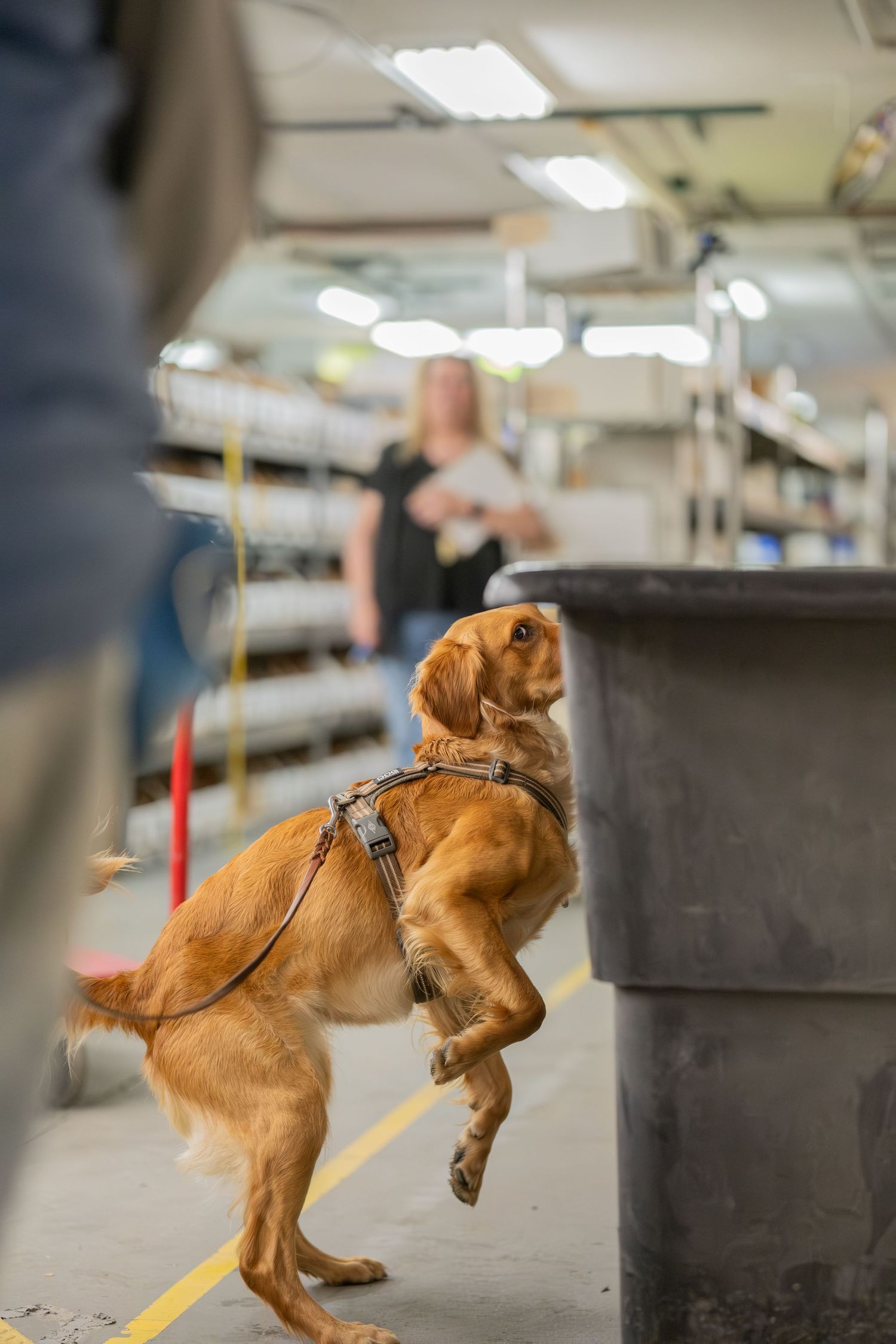 A golden cocker spaniel in a harness stands on hind legs sniffing a bin in a warehouse facility.