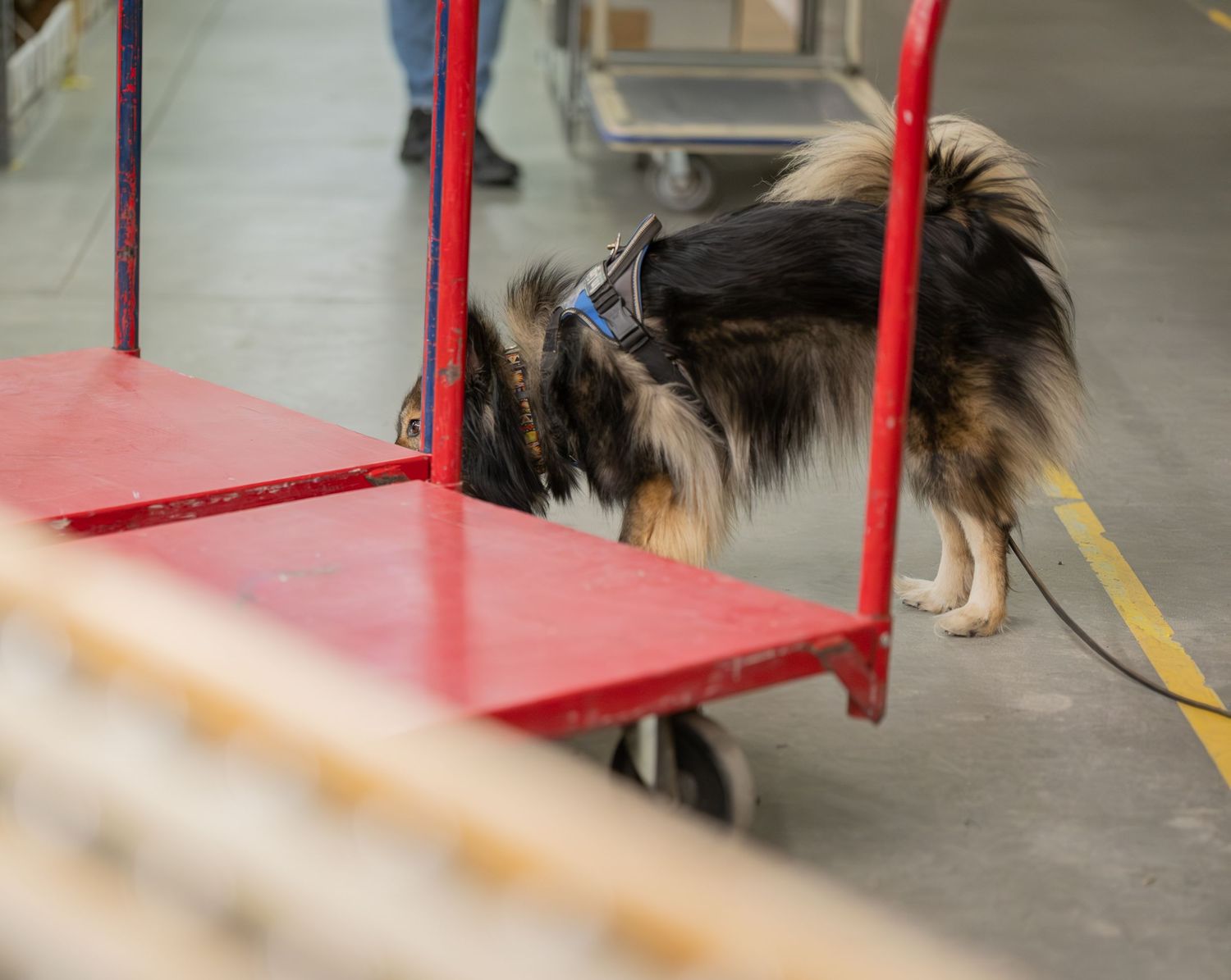 A trained detection dog wearing a blue harness sniffs a red cart in a warehouse facility.