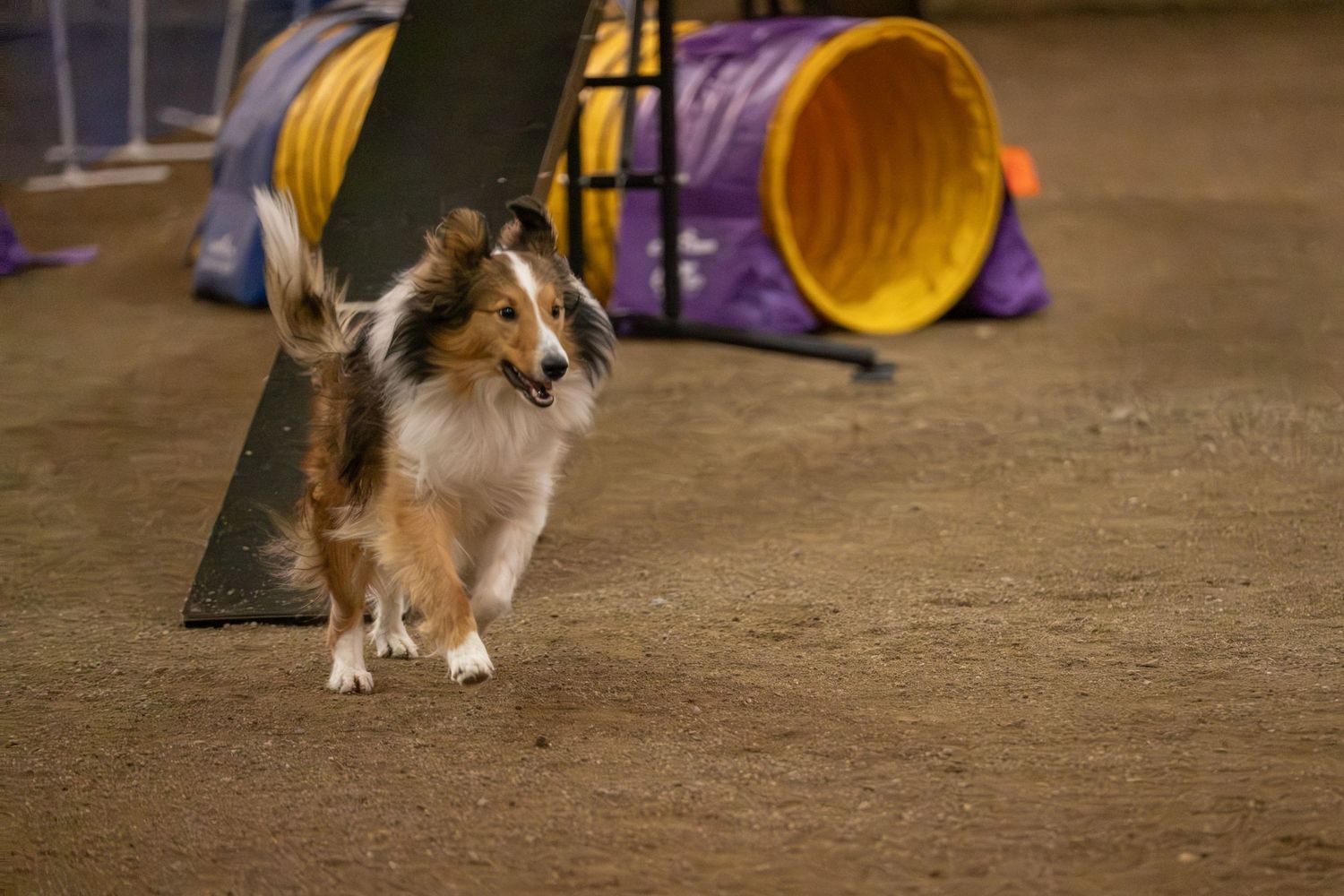 Shetland Sheepdog competing in agility course with yellow tunnel obstacle on indoor dirt arena.