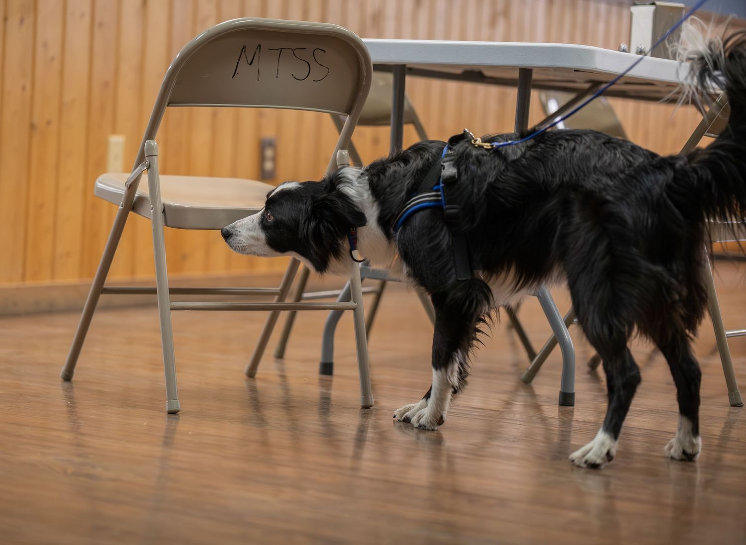 Black and white Border Collie dog sniffing a folding chair labeled MITSO indoors at a dog training event.