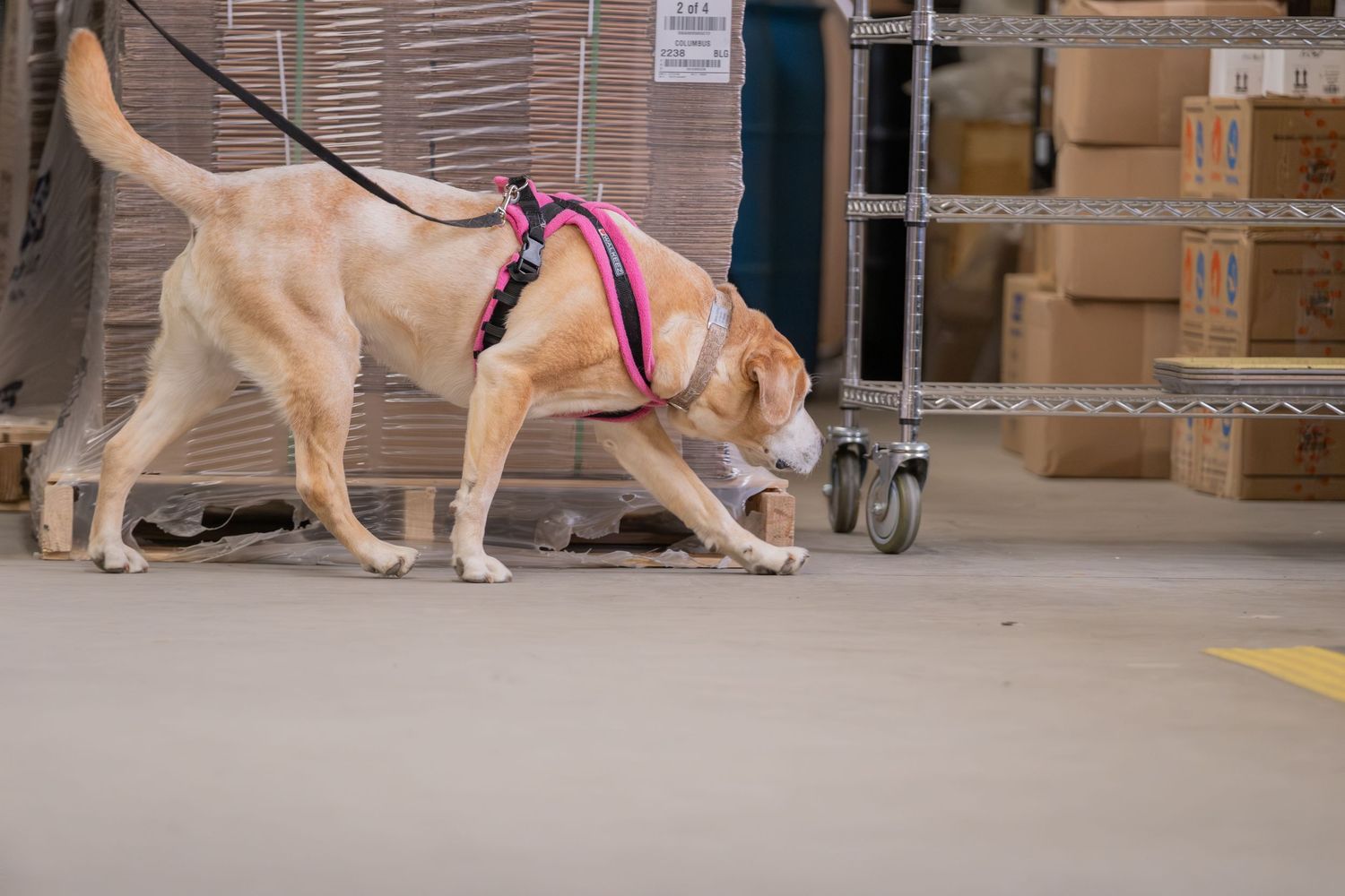 Yellow Labrador in pink harness sniffing warehouse floor among cardboard boxes during detection training.