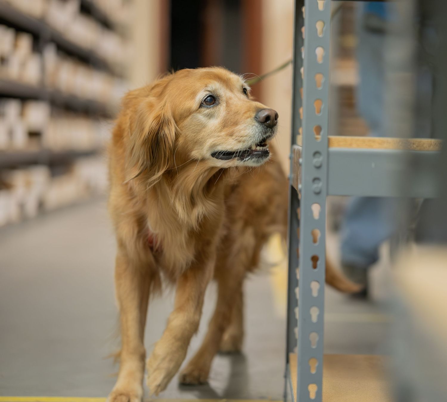A golden retriever dog standing in a warehouse aisle between metal shelving units, looking alert.