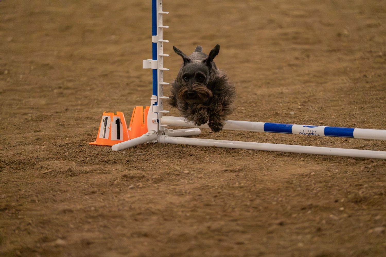 A small schnauzer dog leaping over an agility jump bar on a dirt course during a dog agility competition.