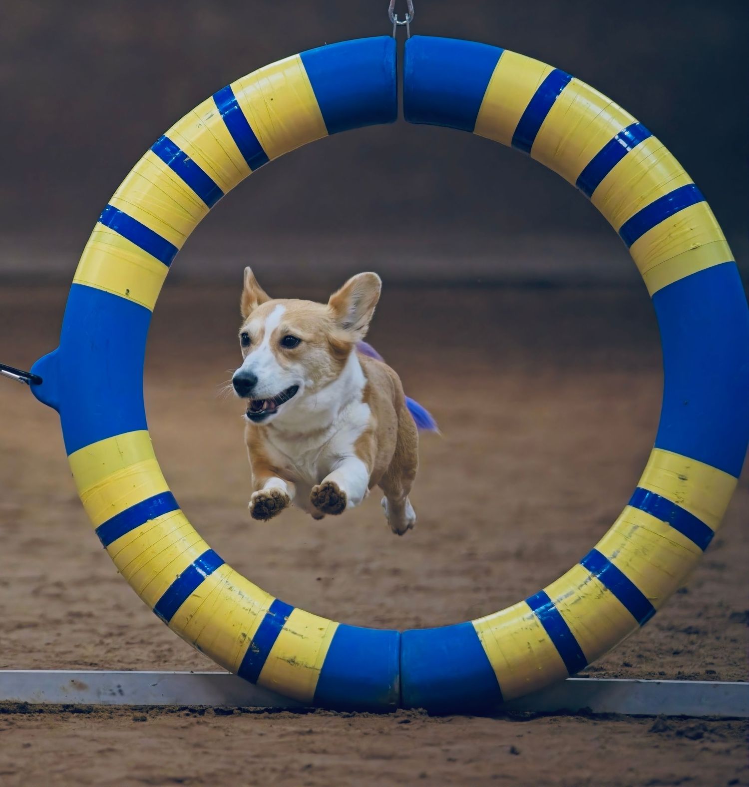 A corgi jumping through a blue and yellow agility ring during dog sport training.