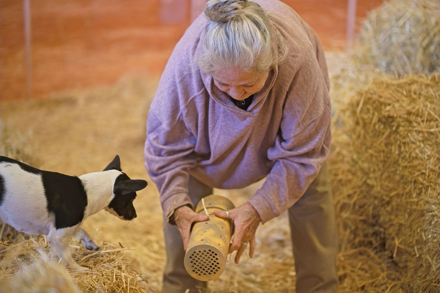 Dog navigating through hay bales during an indoor training exercise.