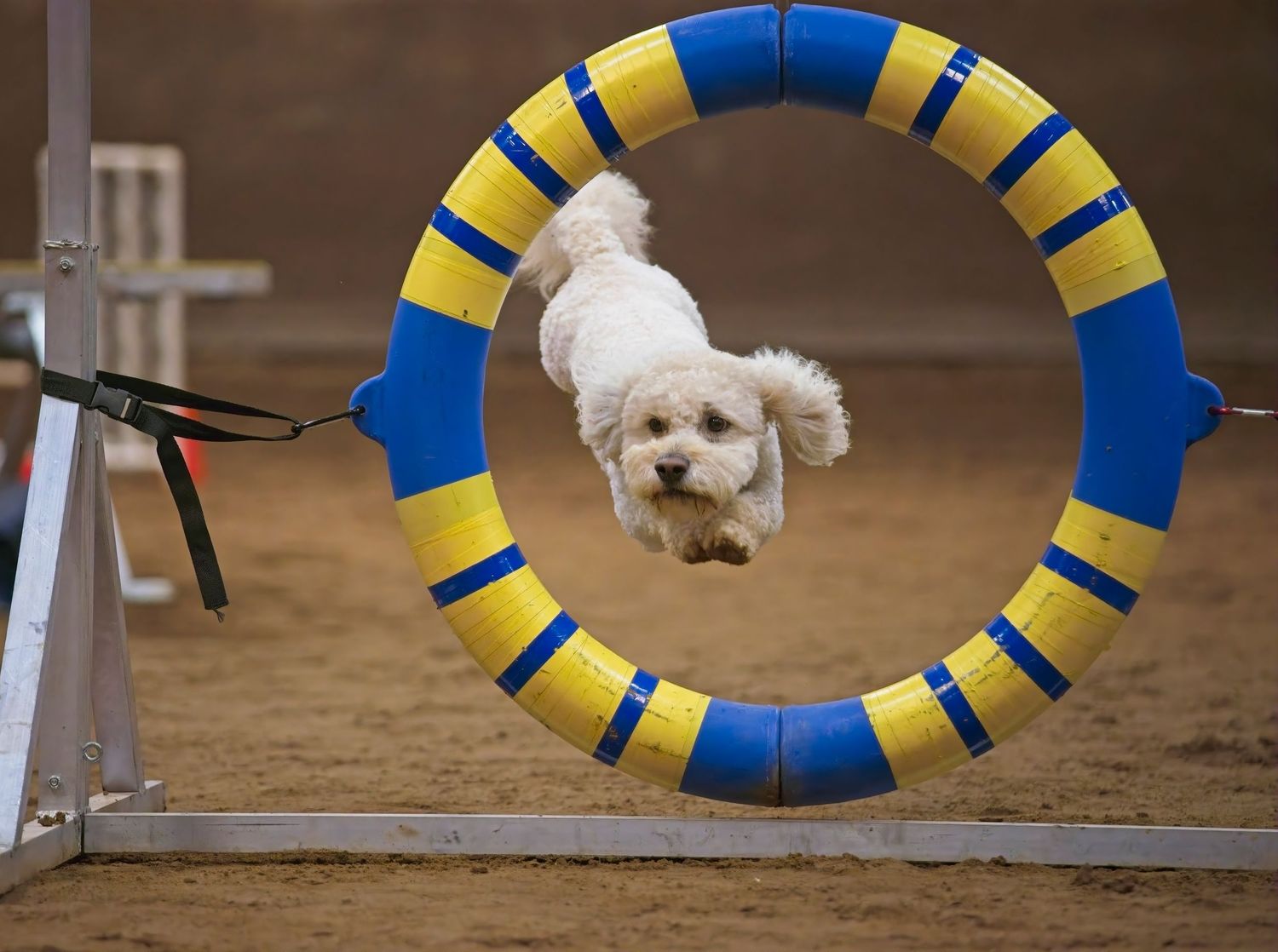 Small white dog jumping through a blue and yellow agility hoop during a dog training competition.