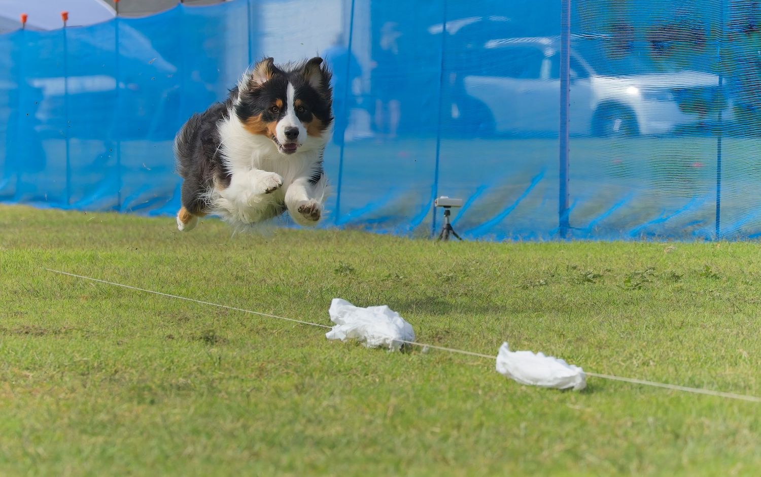 A black and white Border Collie runs on green grass chasing after white toys in a fenced outdoor area.