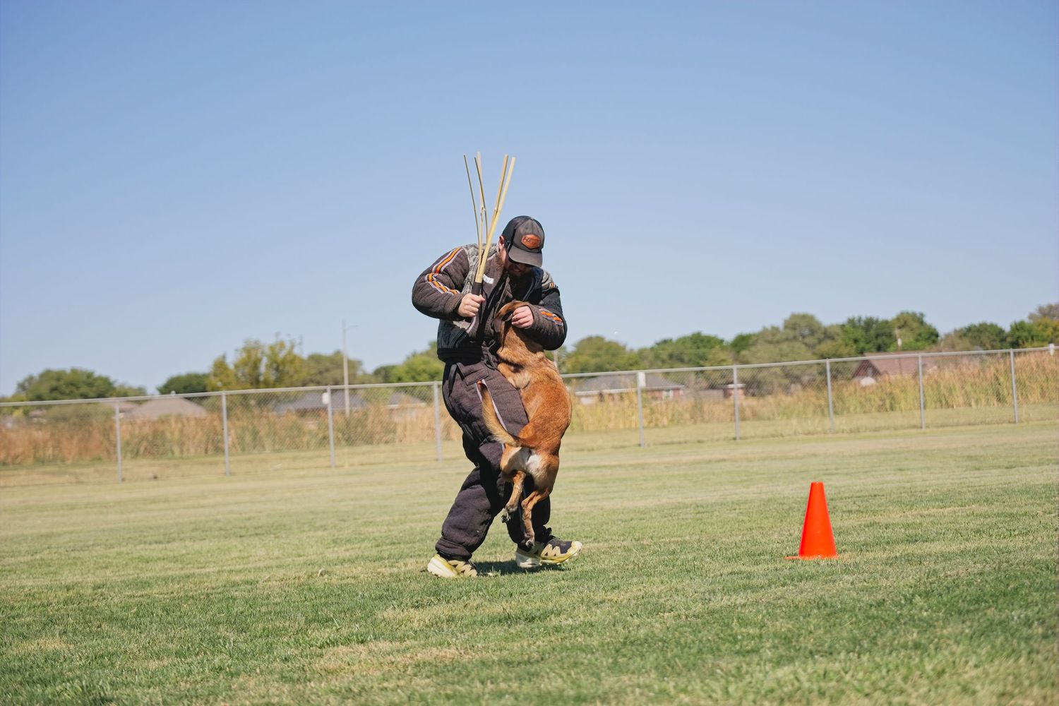 Dog training session on grassy field with orange cone marker and protective equipment for bite work exercises.