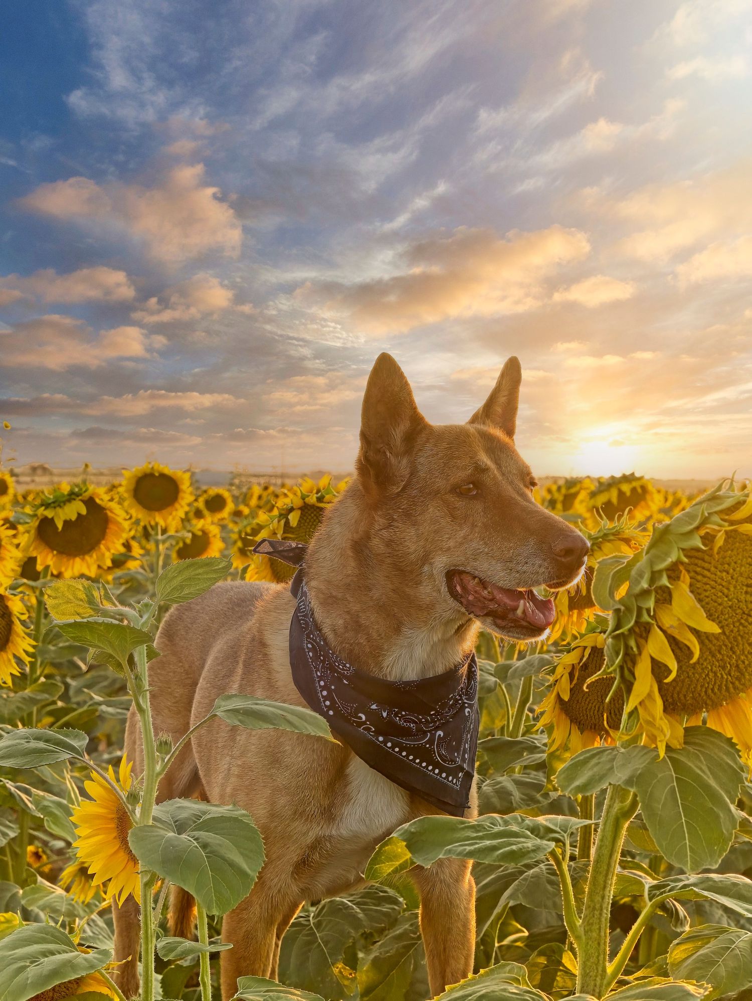 A happy brown dog wearing a bandana poses in a vibrant sunflower field at sunset.
