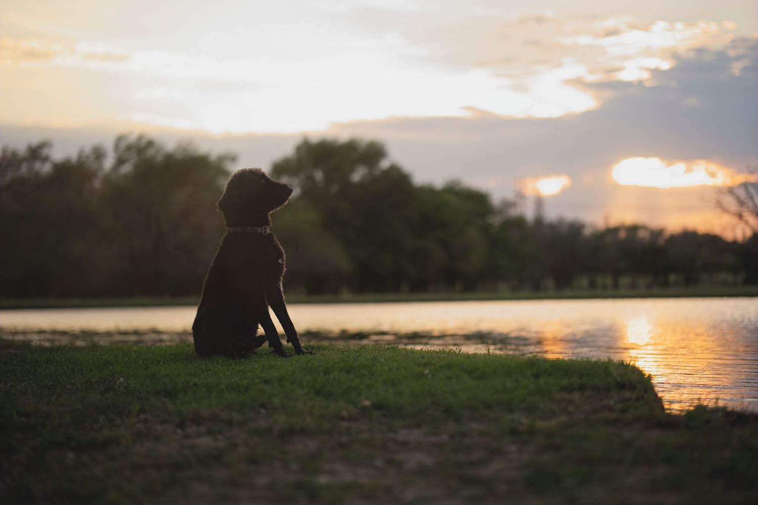 Beautiful sunset over a lake with silhouetted trees and golden light reflecting on water.