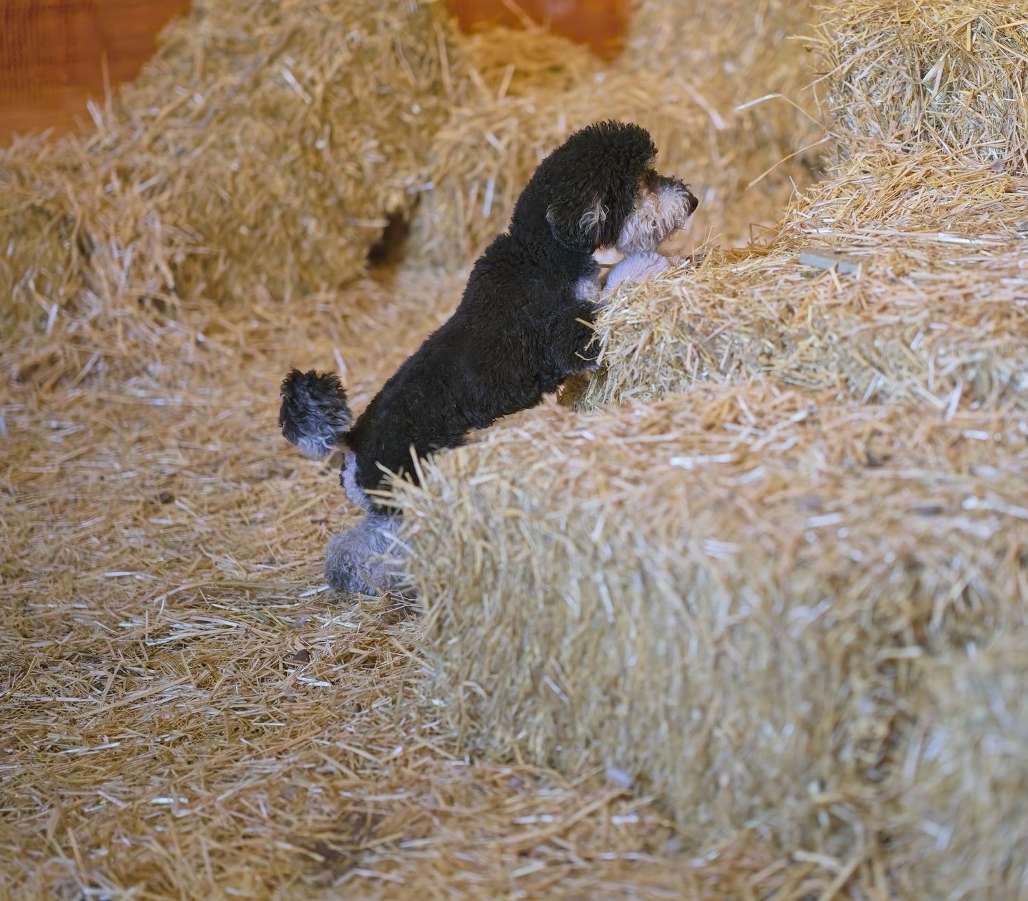 Playful dog jumping on hay bales during barn exploration.