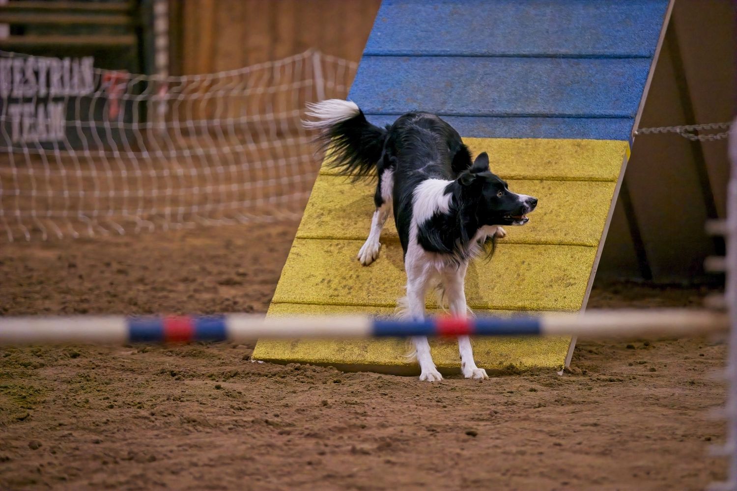 A black and white Border Collie dog navigates through yellow agility equipment during a competition course.
