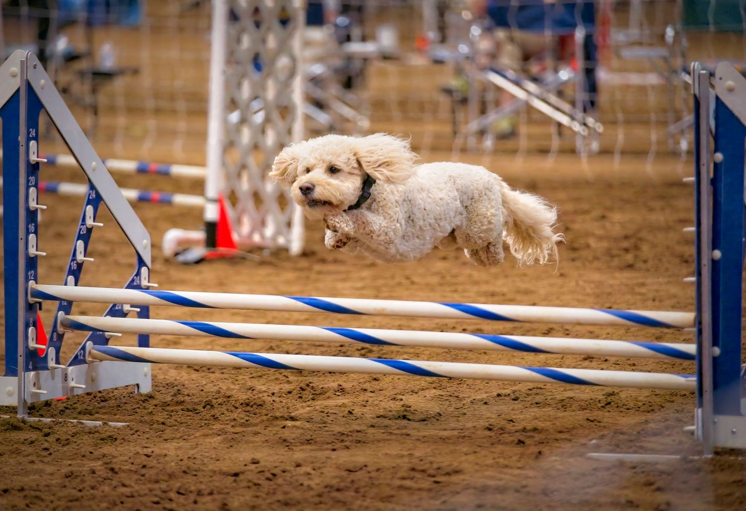 Golden retriever dog leaping over blue and white agility course bars during competition training.