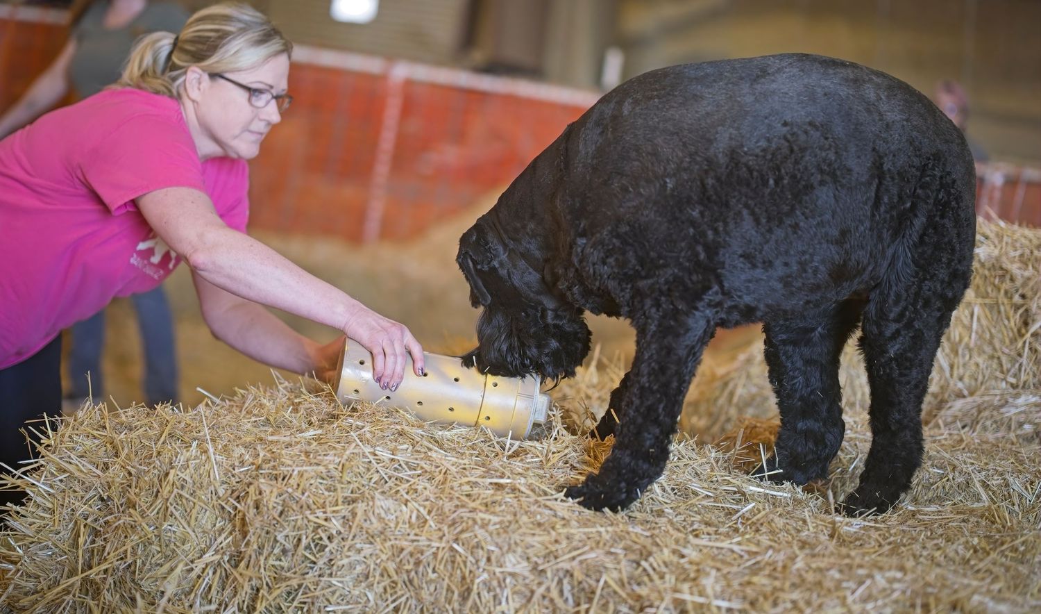 Black puppy explores and sniffs hay bales in an indoor pen while being supervised.