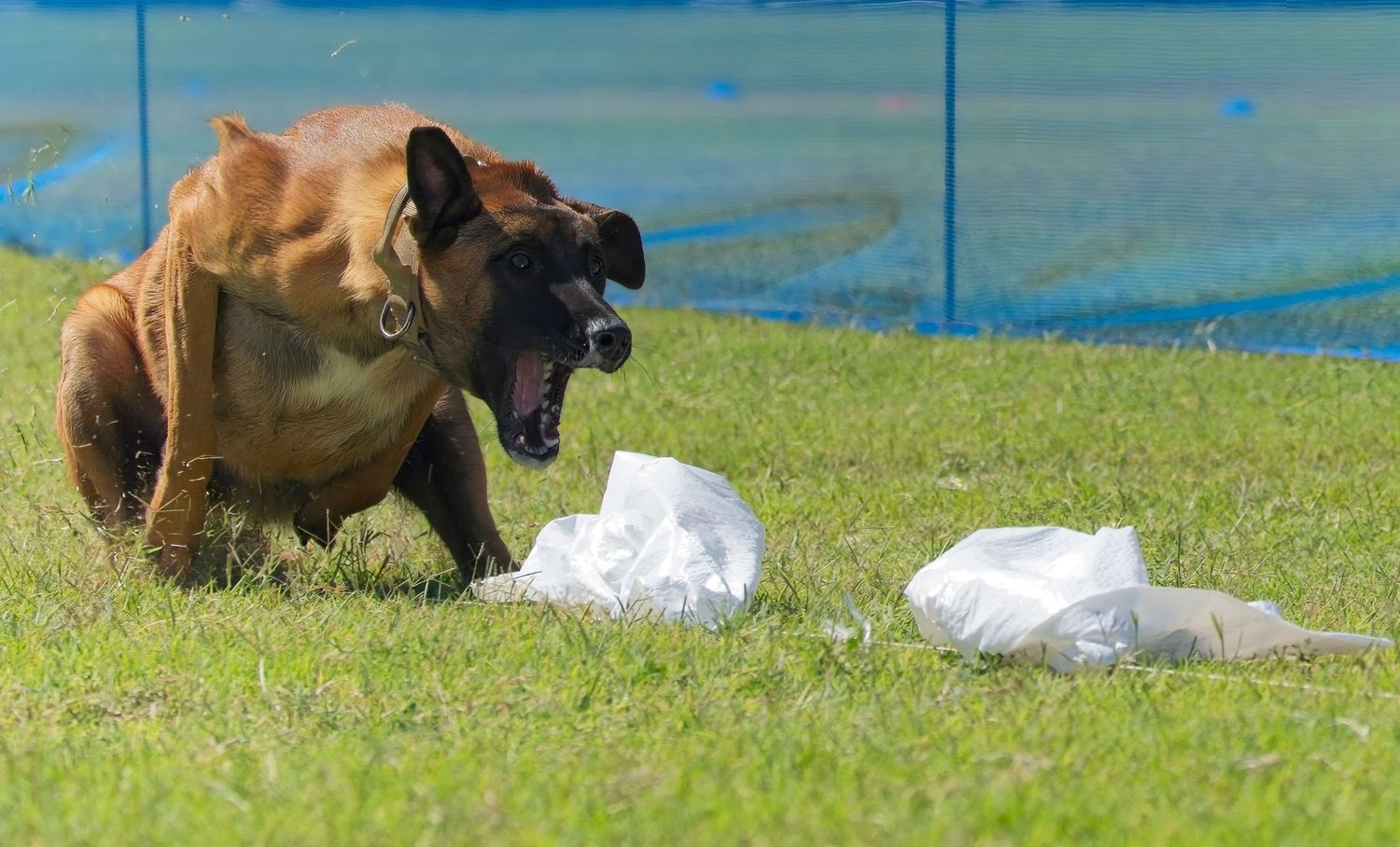 A brown German Shepherd dog running on grass with a blue background.