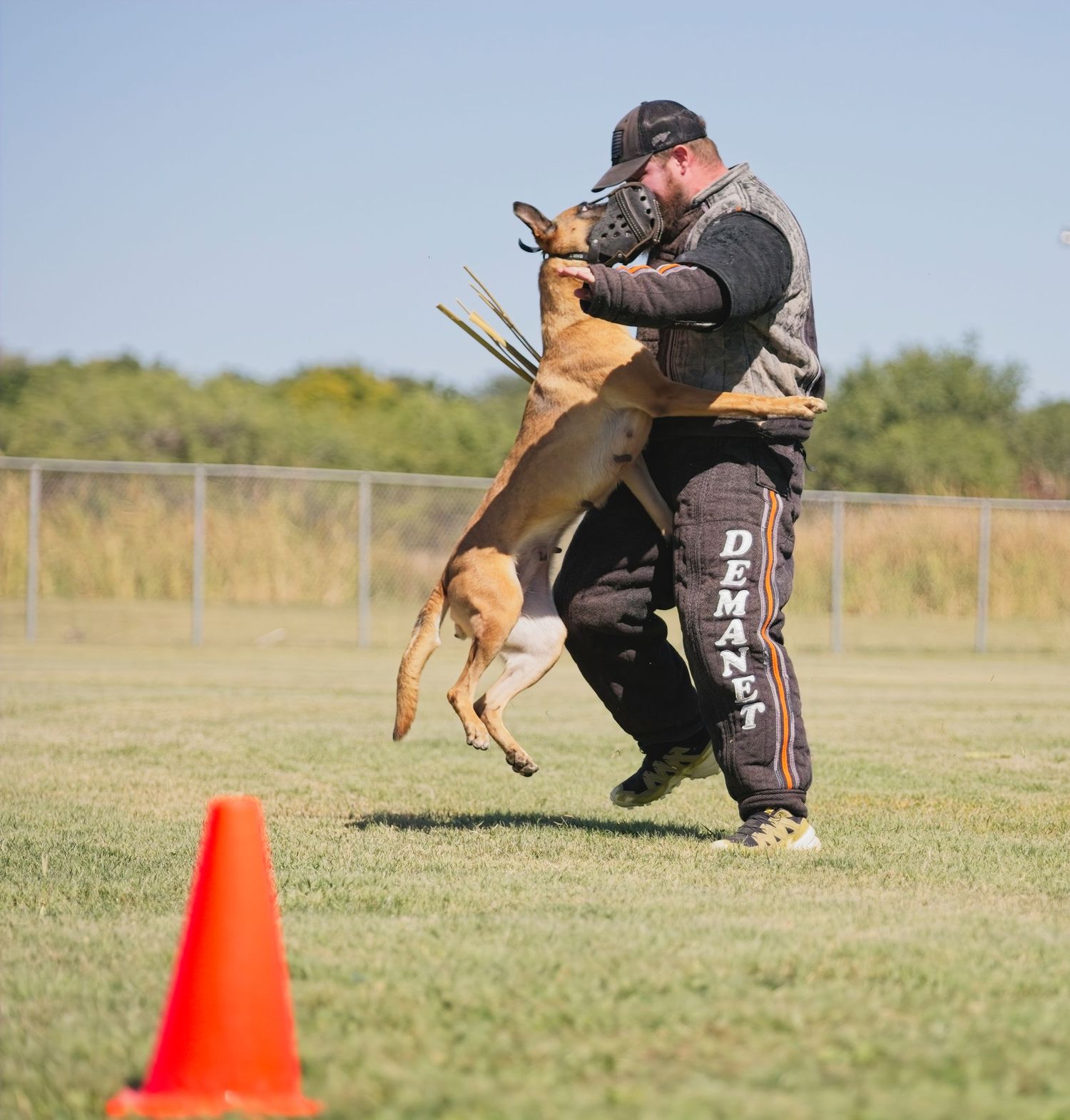 A Belgian Malinois dog performs agility training exercises around orange cones in an outdoor field.