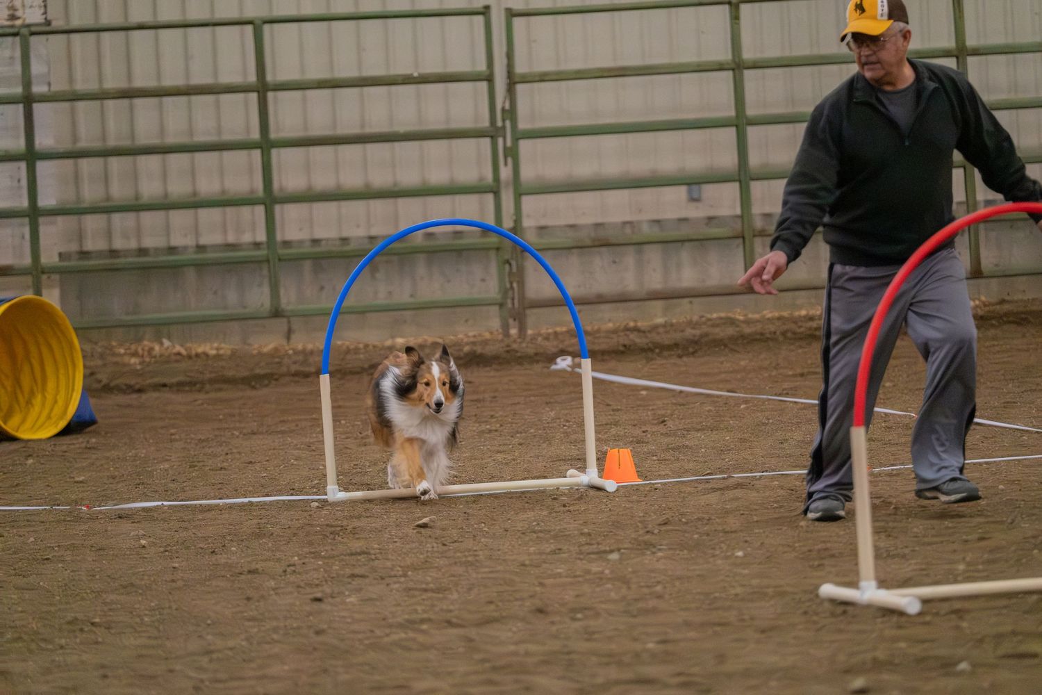 A Shetland Sheepdog navigates agility hoops in an indoor arena while a trainer guides the dog through the course.