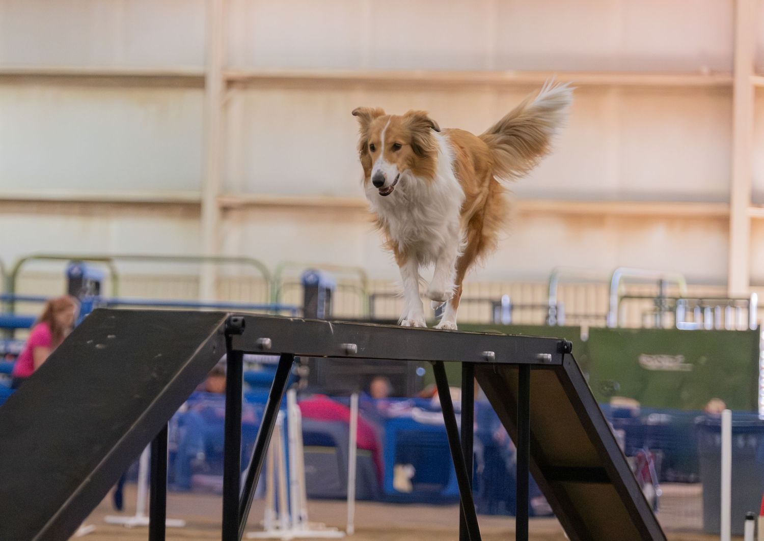 A Shetland Sheepdog balances on an agility course ramp during an indoor dog agility competition.