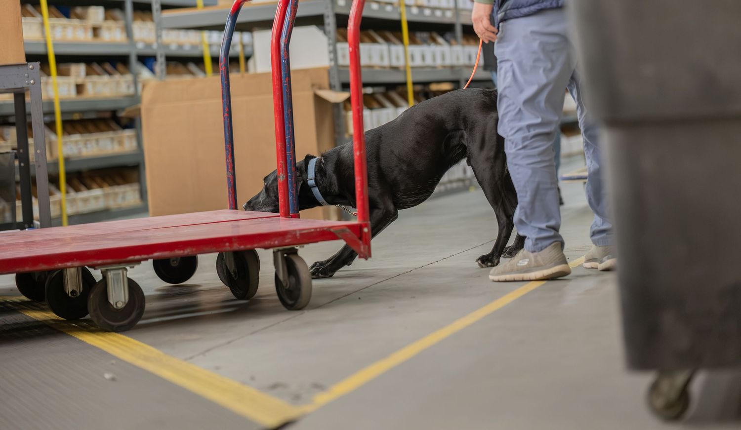Black dog sniffing a red cart in a warehouse while a person in jeans stands nearby on a gray floor.