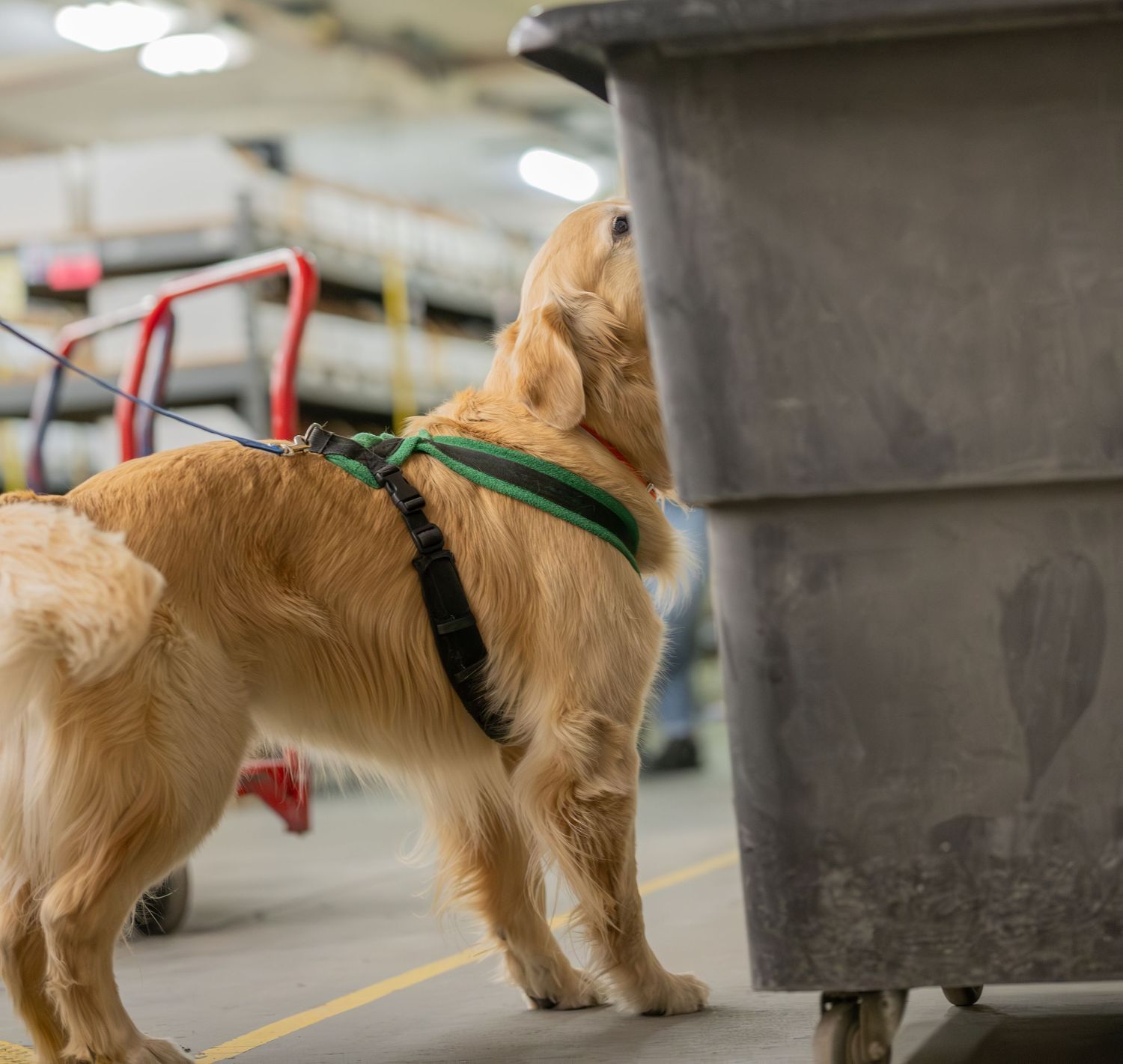 Golden retriever service dog in green harness sniffing a large gray bin inside a warehouse facility.