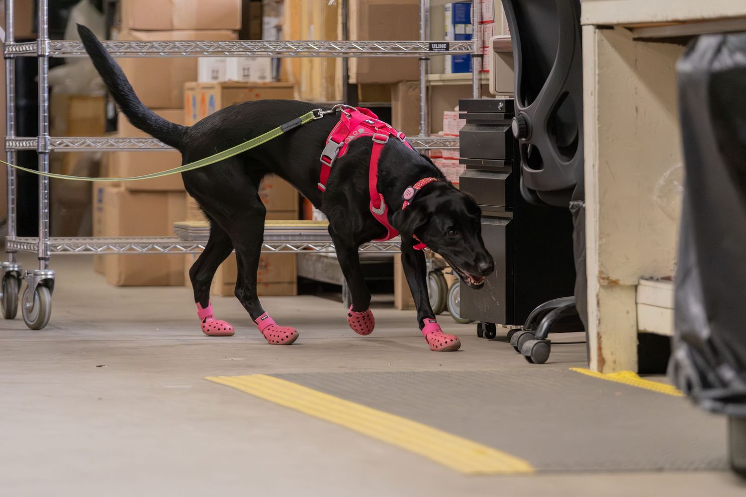 Black dog wearing pink booties and green harness sniffing warehouse floor among boxes and shelving.