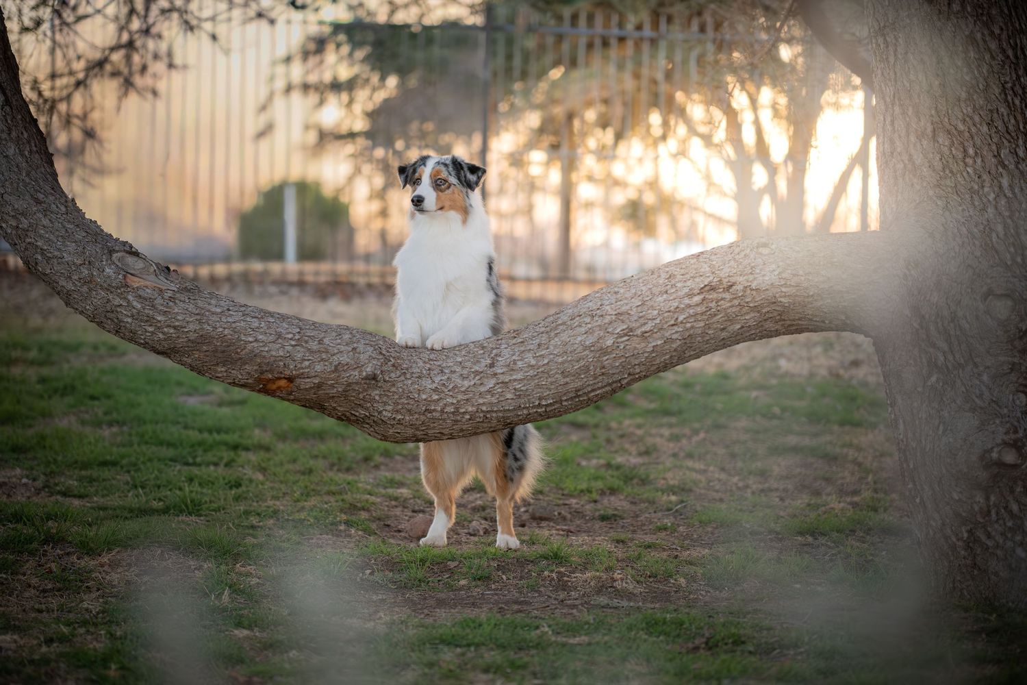 Australian Shepherd dog sitting under a curved tree trunk at golden hour in a park setting.