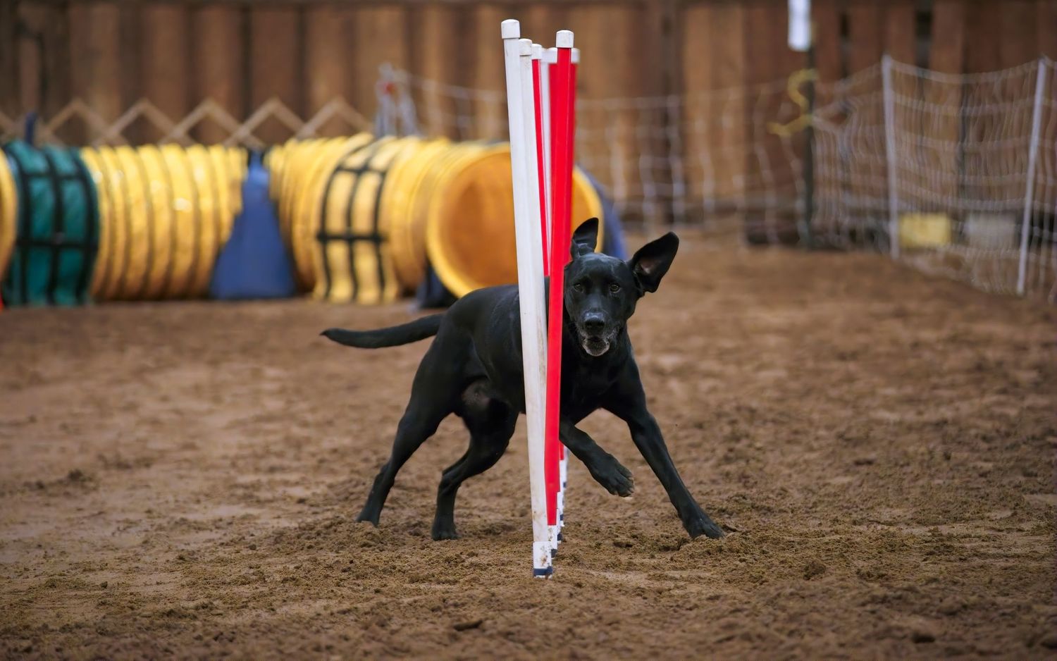 A black dog runs through an agility course with weave poles during a competitive event.