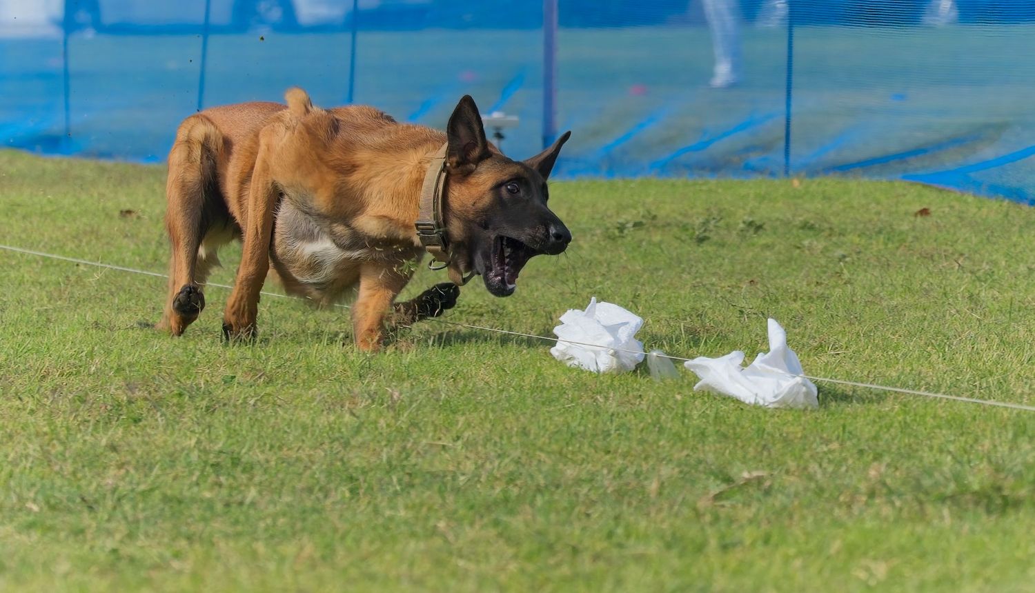 A German Shepherd dog performs agility training by running through a blue and white tunnel obstacle on a grassy field.