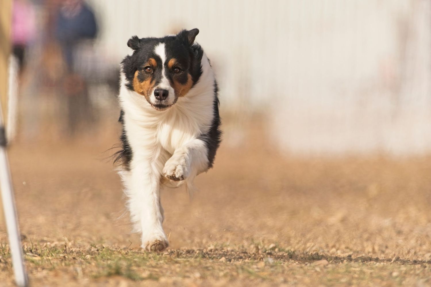 Two Pembroke Welsh Corgi dogs run together on a dusty trail during outdoor exercise.