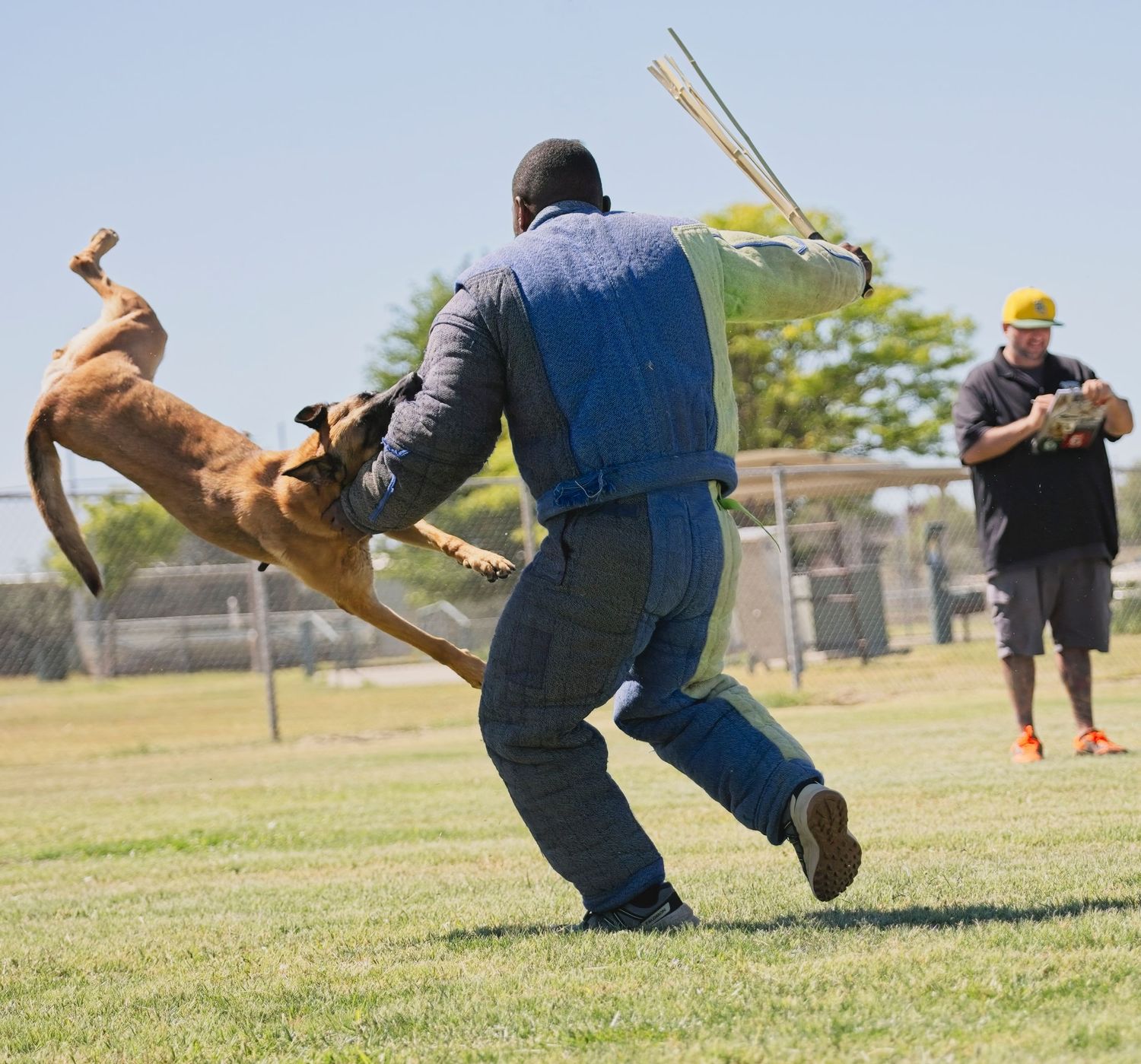 A sequence of action shots showing a dog performing a jumping catch of a thrown object on a grassy field.