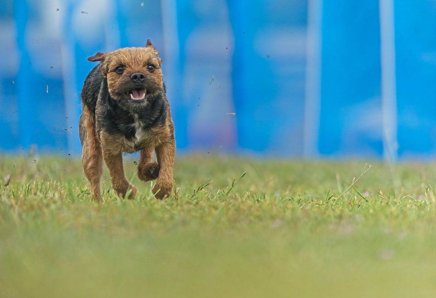 Playful terrier dog bounding across green lawn with bright blue fence in background.