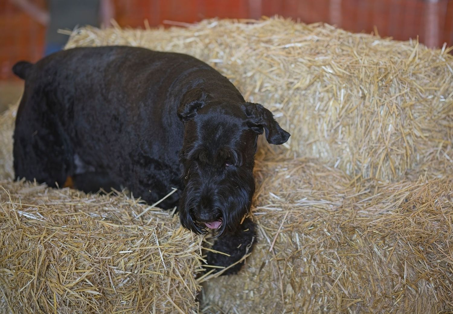 A black calf rests peacefully on a bed of golden straw in a barn setting.