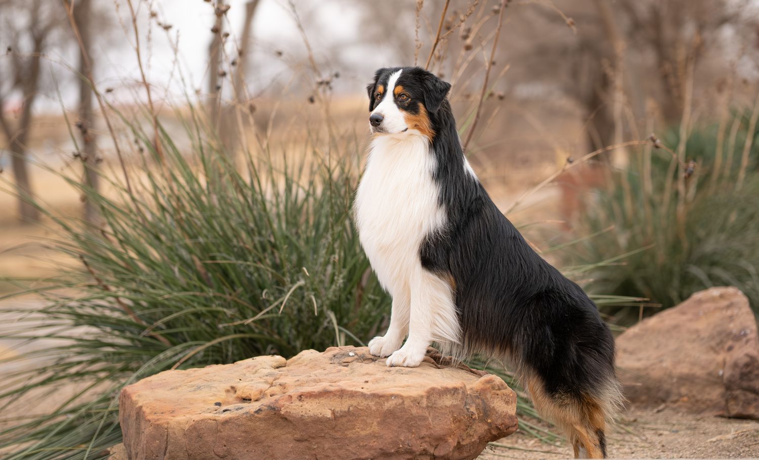 A tri-color Australian Shepherd dog sits proudly on a red rock surrounded by desert grasses.