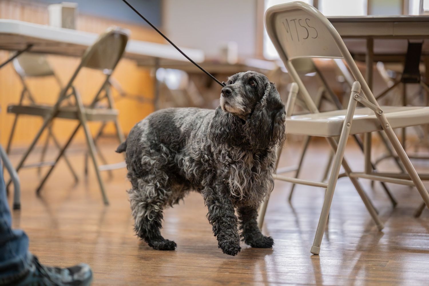 A curly-haired black Cocker Spaniel on a leash standing on hardwood floors surrounded by folding chairs.