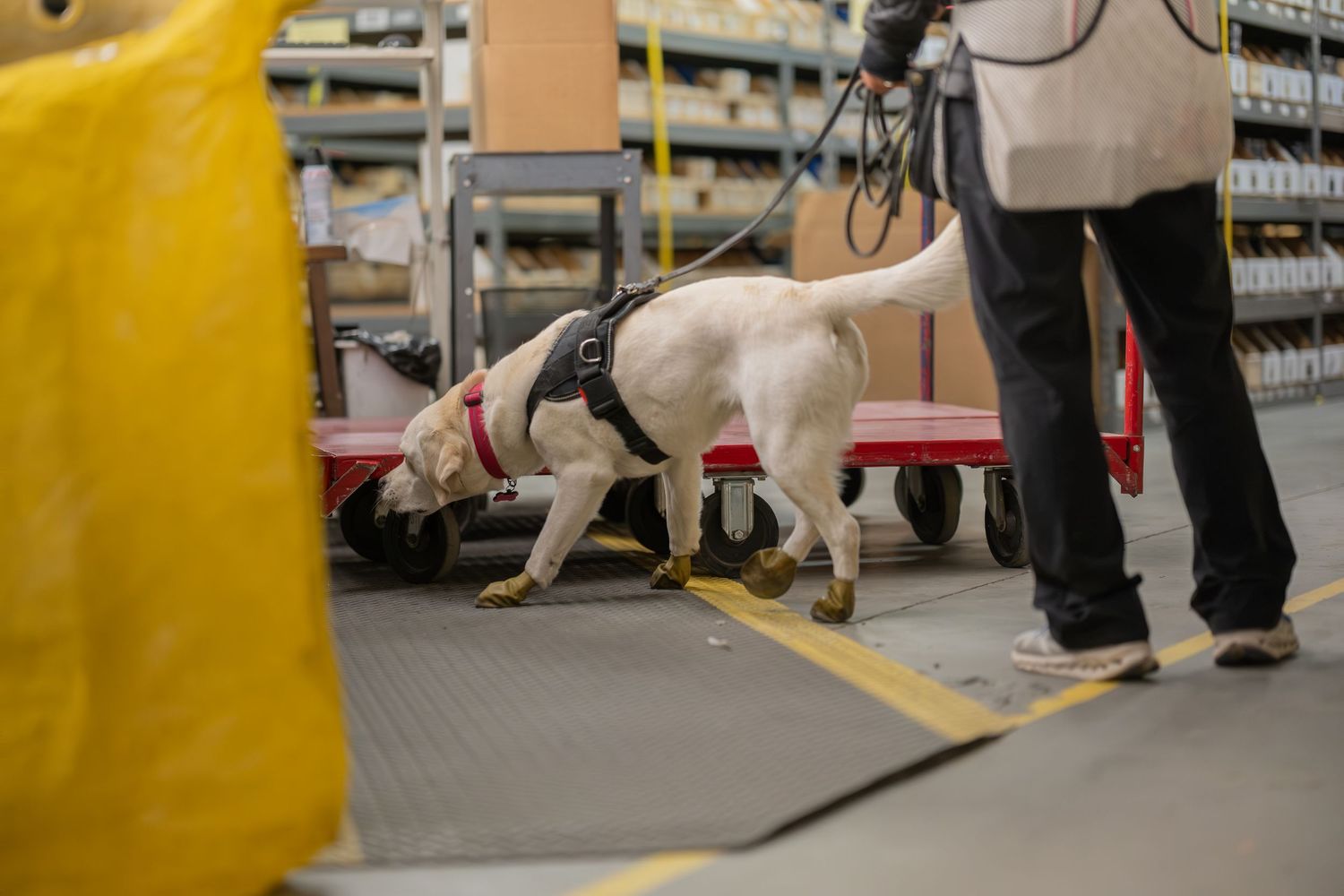 A white Labrador detection dog in a harness sniffs the floor of a warehouse facility guided by its handler.