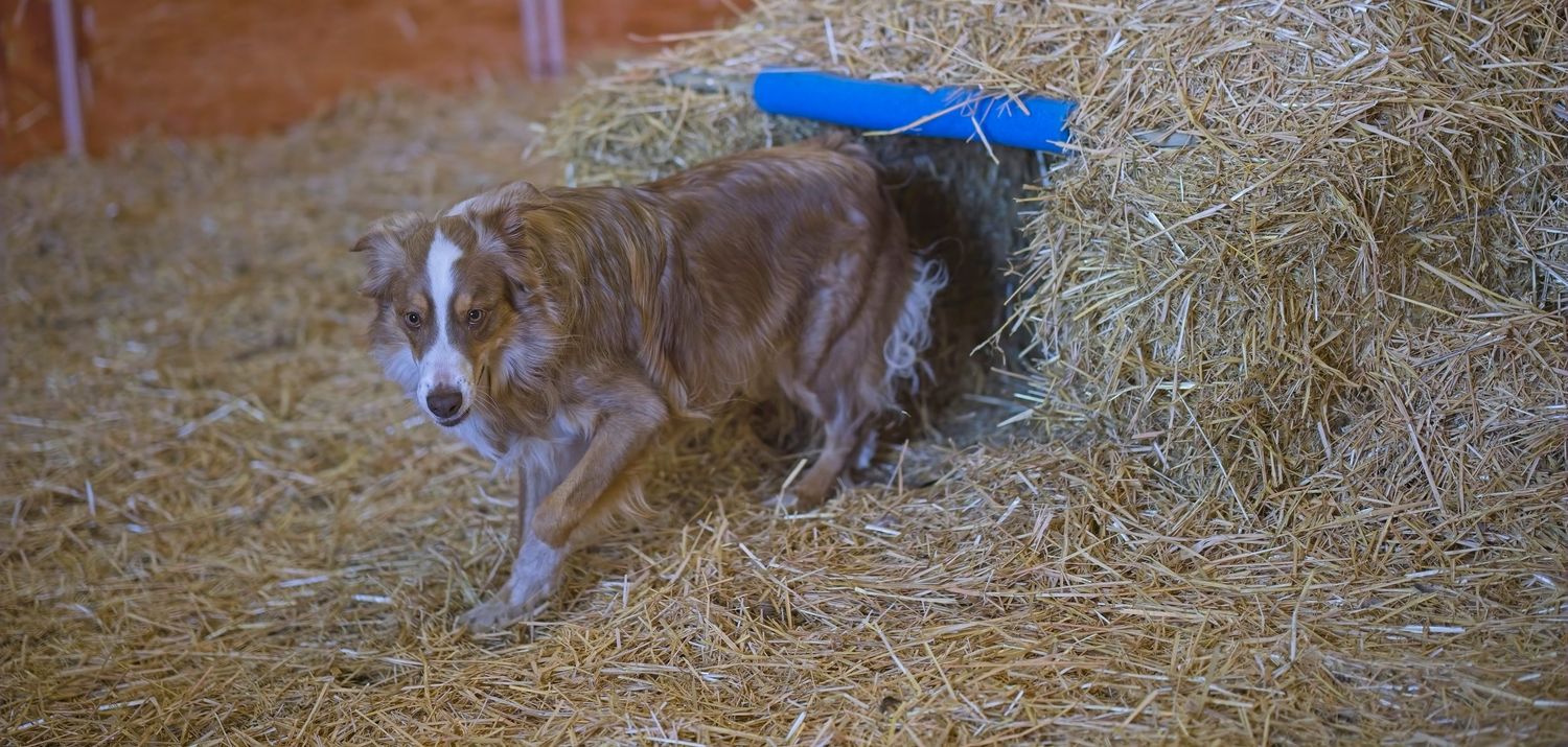 Two dogs curiously sniffing around straw bales in a barn setting.