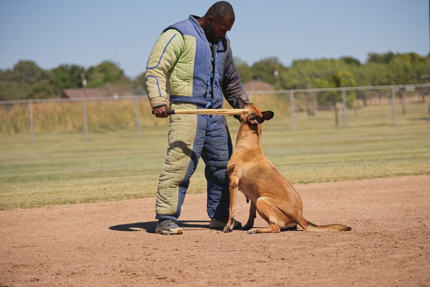 Professional dog trainer working with a Belgian Malinois on obedience training in an outdoor training facility.