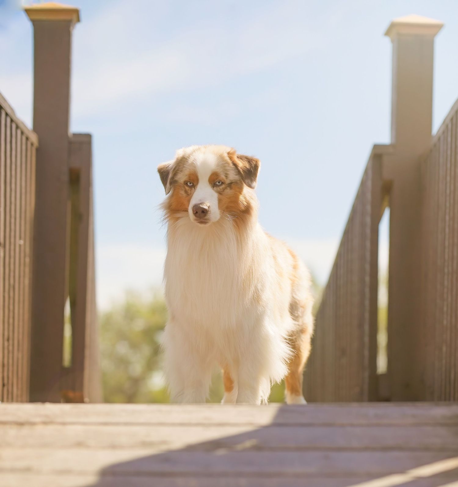 An Australian Shepherd dog stands on a wooden bridge in soft sunlight with a dreamy bokeh background.